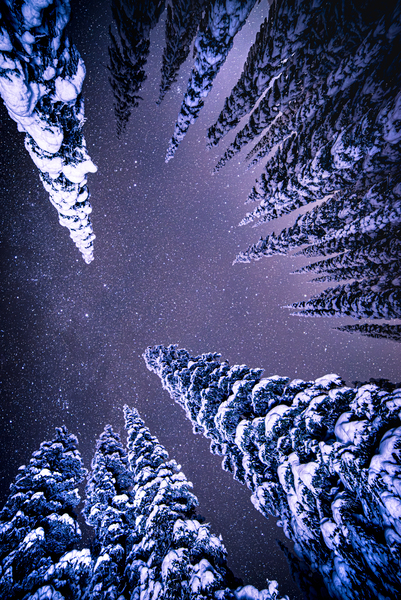 Whitewater Trees Print